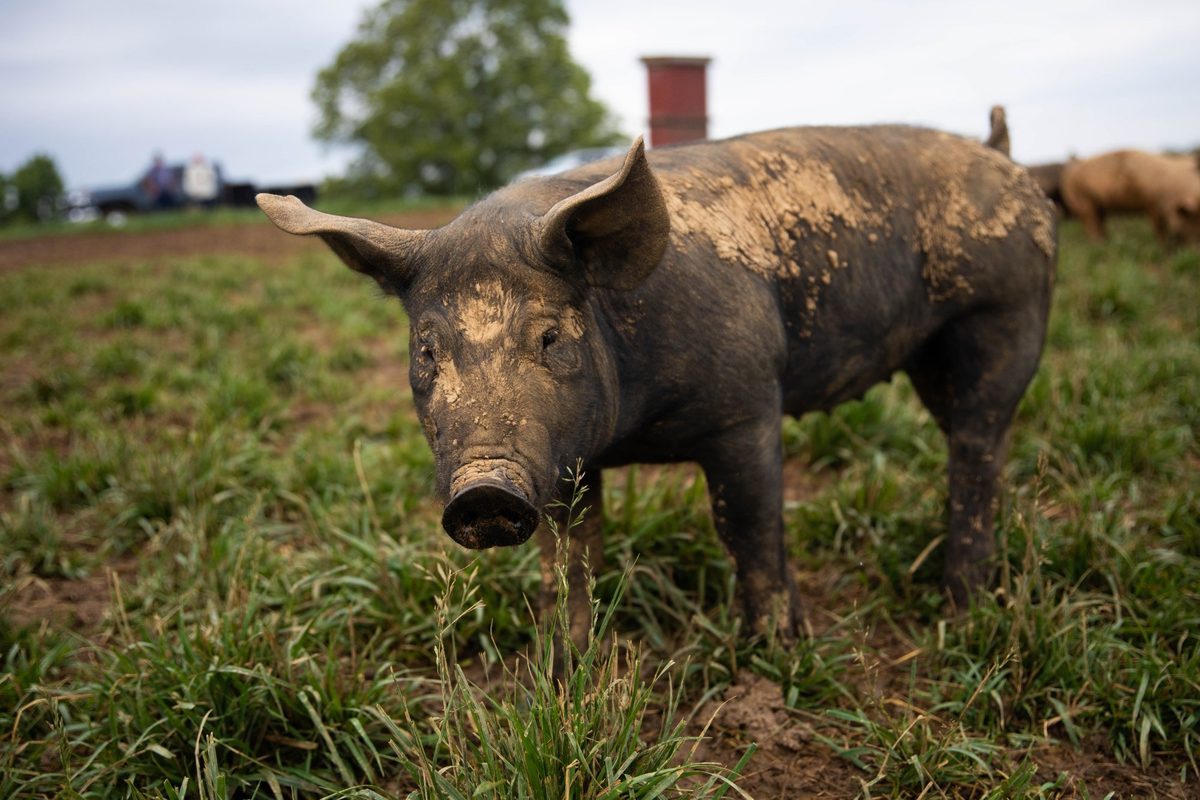 Pasture-raised pork from Rittenberry Farms — processed at the BFB facility in Princeton, KY