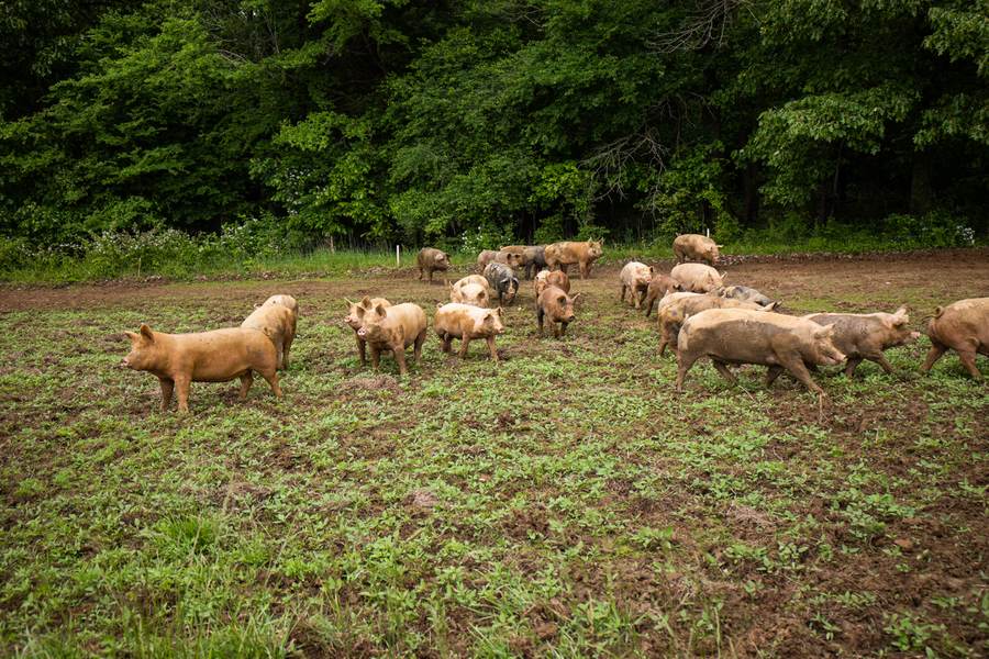 Rittenberry heritage hog herd pasture raised