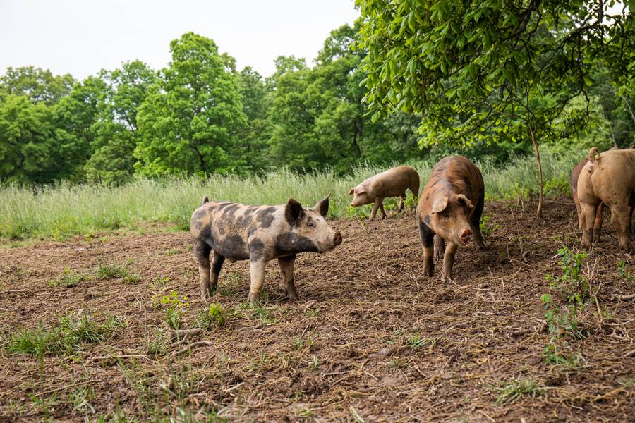 Rittenberry heritage breed hogs