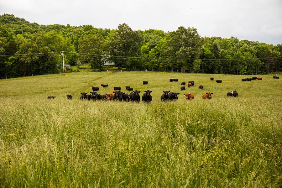 Rittenberry Black Angus cattle in Kentucky pasture